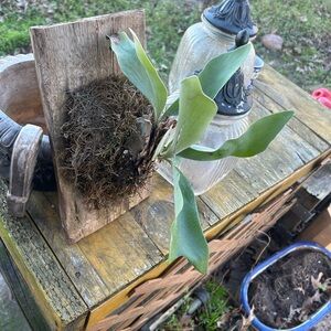 Unique Bargains Rustic Wall-Mounted Plant Holder with Greenery